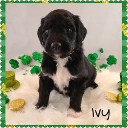 Aussiedoodles, Old English Sheepdogs, Poodles, and Sheepadoodles from Iowa's Doodle Co.