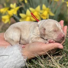 Hugo - Gold male Bordoodle puppy in Conway, Missouri from 2J 2K Bordoodles