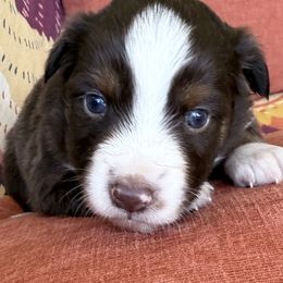 Girl 2 - Red tri female Miniature Australian Shepherd puppy in Romney, West Virginia from South Branch Mini Aussies