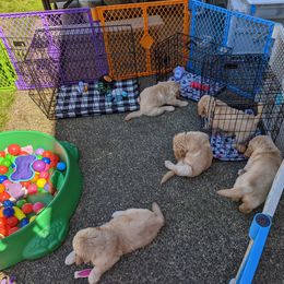 Golden Retriever Puppies from Sola Mae's Goldens
