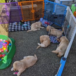 Golden Retriever Puppies from Sola Mae's Goldens