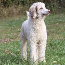 Goldendoodles from Buffalo River Doodles