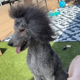 Pepper - Poodle