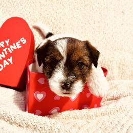 Rosie - Tri-color female Russell Terrier puppy in Burns, Tennessee from Terrier Town of Tennessee