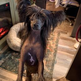 Arcee - Chinese Crested