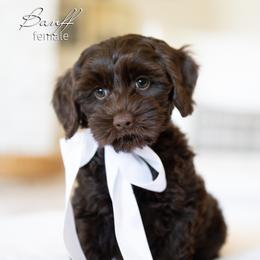 Banff - Chocolate female Australian Labradoodle puppy in Salem, Oregon from Hunterberry Hill Labradoodles