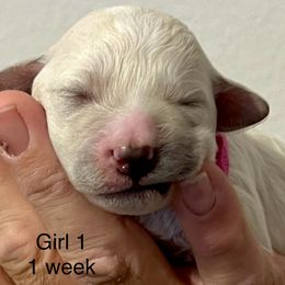 Bichon Frise Puppies from Sissy’s Heavenly Paws