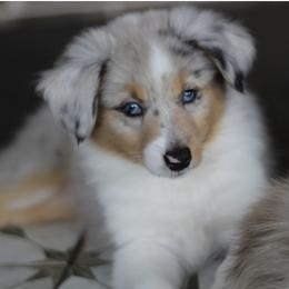 Miniature Australian Shepherd and Toy Australian Shepherd Puppies from Stone & Sage ATX Toy & Mini Aussies