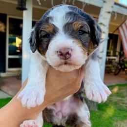 Simea - Tri-color female Bernedoodle puppy in Yuba City, California from Ranch House Doodles