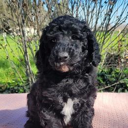 Ringo-videos 20-30 pounds - Black male Poodle puppy in Orland, California from Elliott's Elite Puppies