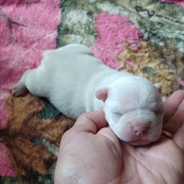 Sugars boy pup:  Moony - Cream male French Bulldog puppy in Elberta, Alabama from Old Orchard Farm