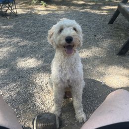 Goldendoodles and Golden Retrievers from ZuGolden Retrievers & Doodles