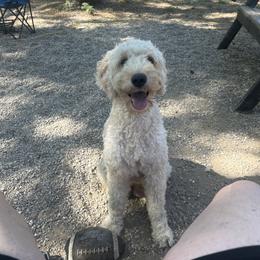 Goldendoodles and Golden Retrievers from ZuGolden Retrievers & Doodles