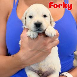 Forky - Light golden male Golden Retriever puppy in Las Vegas, Nevada from Robinson Retrievers