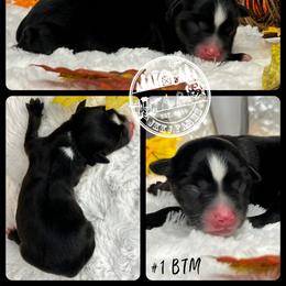 Australian Shepherd, Miniature American Shepherd, Miniature Australian Shepherd, and Toy Australian Shepherd Puppies from JKKJ Farms