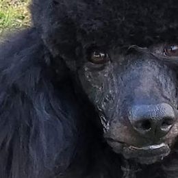 Poodles from Mickie Naszcyniec