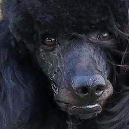 Poodles from Mickie Naszcyniec