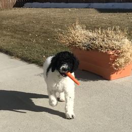 Poodle Puppies from Mountain Ridge Poodles