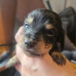 Holland - Black and cream male Dachshund puppy in Bigfork, Minnesota from Long Ears and Long Dogs Ranch