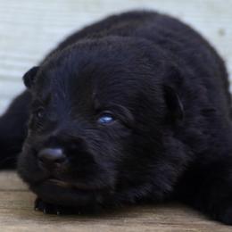 Black girl - Black female German Shepherd puppy in Clarkrange, Tennessee from Vom Wolff