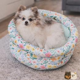 Zara - Pomeranian
