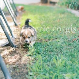Pembroke Welsh Corgi Puppies from H Patisserie Corgis