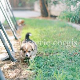 Pembroke Welsh Corgi Puppies from H Patisserie Corgis