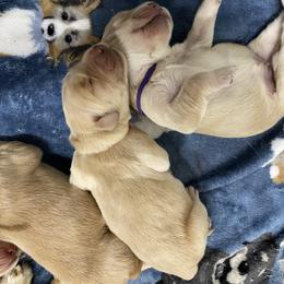 Boy 1 - Golden male Golden Retriever puppy in Emporia, Virginia from Brighton Golden Retrievers