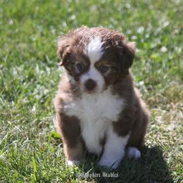 Miniature Australian Shepherd and Toy Australian Shepherd Puppies from Sapphire Stables