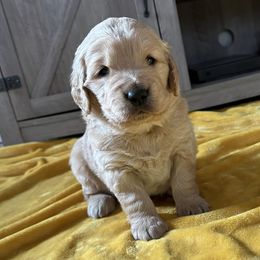Freddy - Golden Golden Retriever puppy in Columbia, Missouri from Hidden Groves Goldens