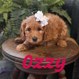 Ozzy - Red  female Goldendoodle puppy in Newcastle, Oklahoma from Hollywood Doodles