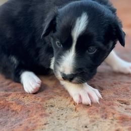Scarlett - Black and white female Border Collie puppy in Comanche, Texas from Circle R Sidney