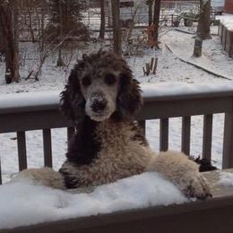 Pembroke Welsh Corgi and Poodle All Grown Up from Ivy League Poodles