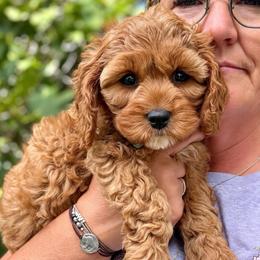 Nutmeg - Red female Cavapoo puppy in Mona, Utah from Hearts Full of Puppies