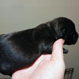 Dudley Black Male - Black male Scottish Terrier puppy in Smiths Grove, Kentucky from Moore's We Little Farm AKC Scotties