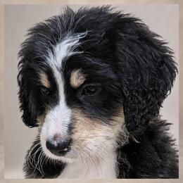 Daughtry - Tri-color male Bernedoodle puppy in Henderson, Colorado from Huggable Bernedoodles of Colorado LLC