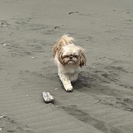 Molly - Shih Tzu