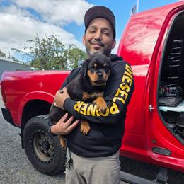 Light Pink Girl - Black and mahogany female Rottweiler puppy in Lebanon, Oregon from SOUTH SANTIAM ROTTWEILERS