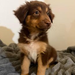 Joy - Red tri-color female Australian Shepherd puppy in East Hartford, Connecticut from CT Aussies