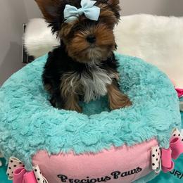 Chip - Black and tan male Yorkshire Terrier puppy in Belpre, Ohio from Blackwoods Yorkies