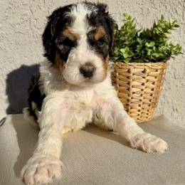 Frost - Black and white male Bernedoodle puppy in Moreno Valley, California from Ayy_Doodles