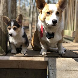 Pembroke Welsh Corgi Puppies from Little Leggs Corgis