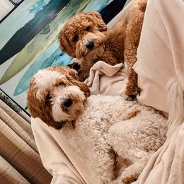 Birdie - Goldendoodle