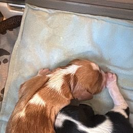 Girl 1 - Blenheim female Cavalier King Charles Spaniel puppy in Melbourne, Florida from Majestic Cavaliers of Melbourne FL