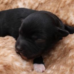 Gummy Bear - Black female Havapoo puppy in Hendersonville, North Carolina from Grayfinn House