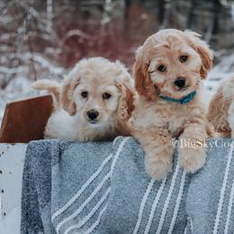 Cockapoo Puppies from Big Sky Cockapoos
