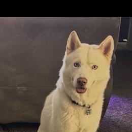 Siberian Husky puppies from ETX Huskies