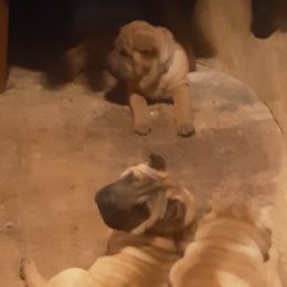 Chinese Shar-Pei Puppies from Annette's Shar-Peis