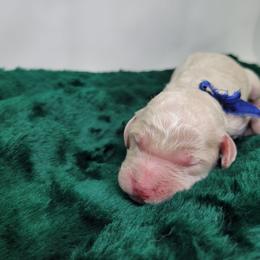 Cider - Apricot male Goldendoodle puppy in Grabill, Indiana from Rose's Doodles