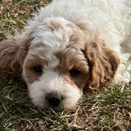 Comet - Purple Collar - Blenheim male Cavapoo puppy in South Jordan, Utah from Simply Sweet Paws. LLC